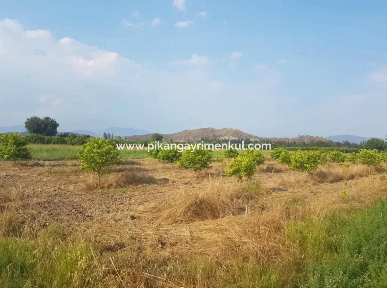 3700 M2 Fertile Field For Sale In Ortaca Fevziye