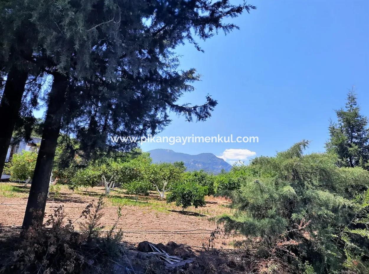 Citrus Garden Detached Land For Sale In Mugla Dalyan 3000 M2