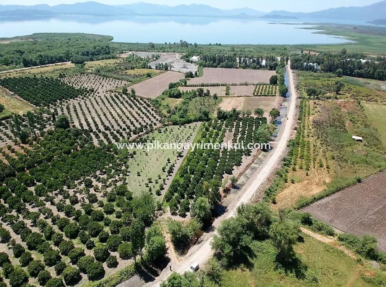 2 650 M2 Detached Citrus Garden With Title Deed Close To The Lake In Köyceğiz Is For Sale