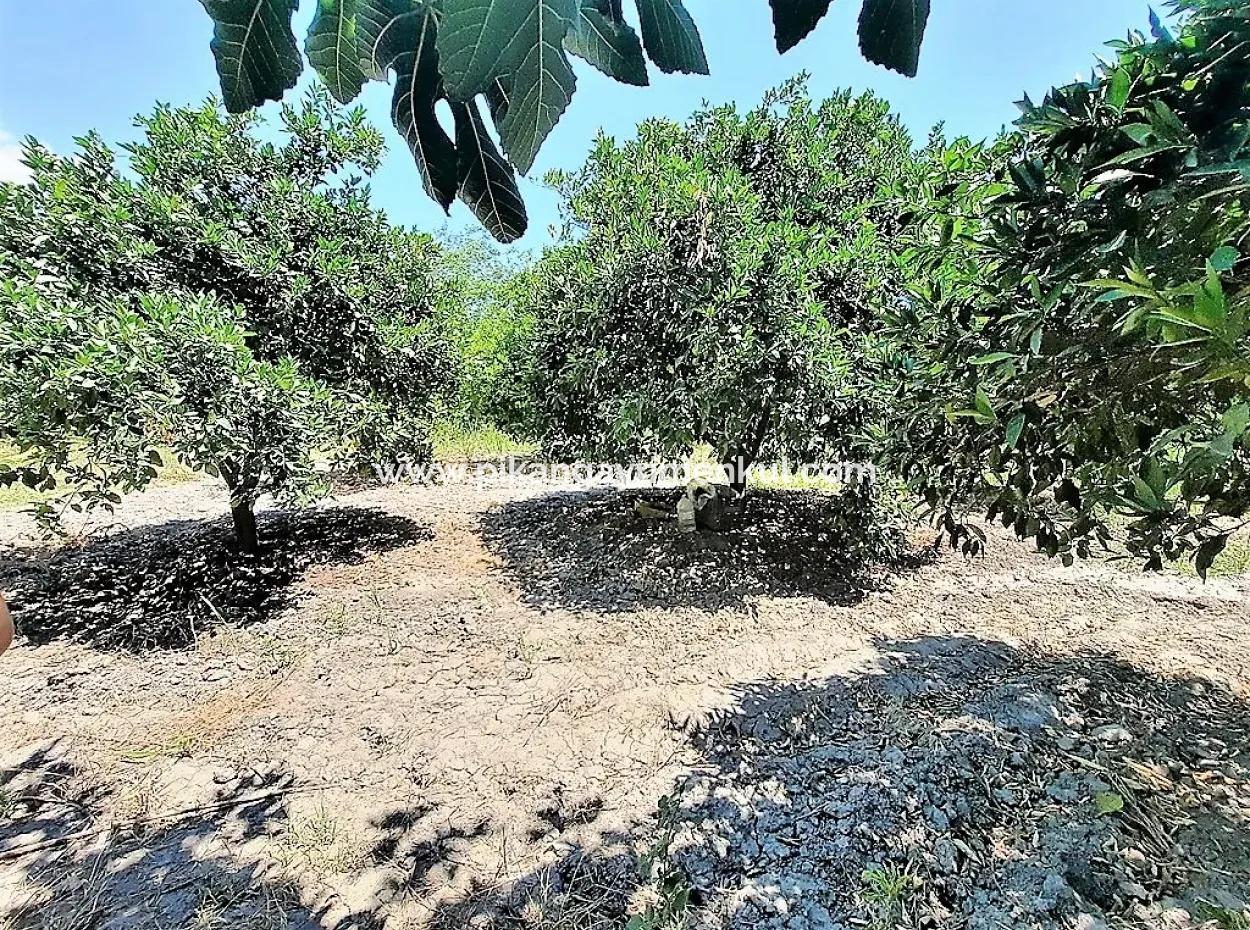 Detached Title Deed Close To The Lake In Köyceğiz 2 650 M2 Citrus Garden For Sale Or Exchange