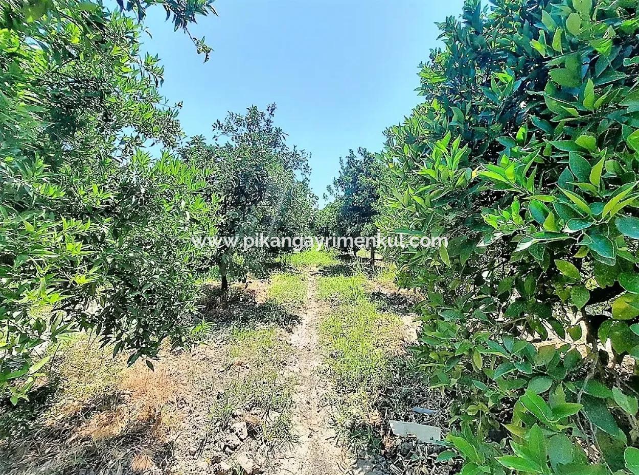 Detached Title Deed Close To The Lake In Köyceğiz 2 650 M2 Citrus Garden For Sale Or Exchange