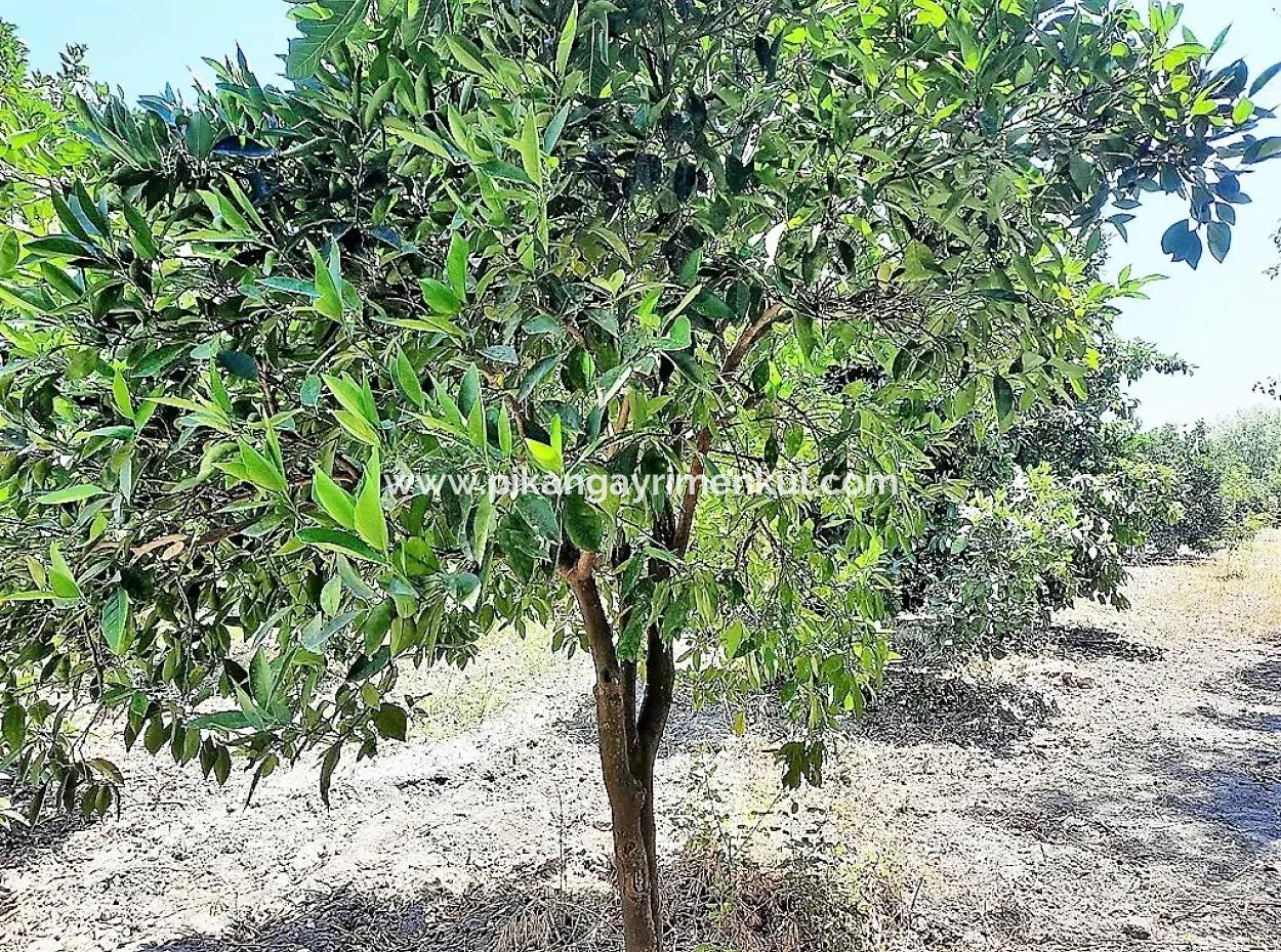 Detached Title Deed Close To The Lake In Köyceğiz 2 650 M2 Citrus Garden For Sale Or Exchange