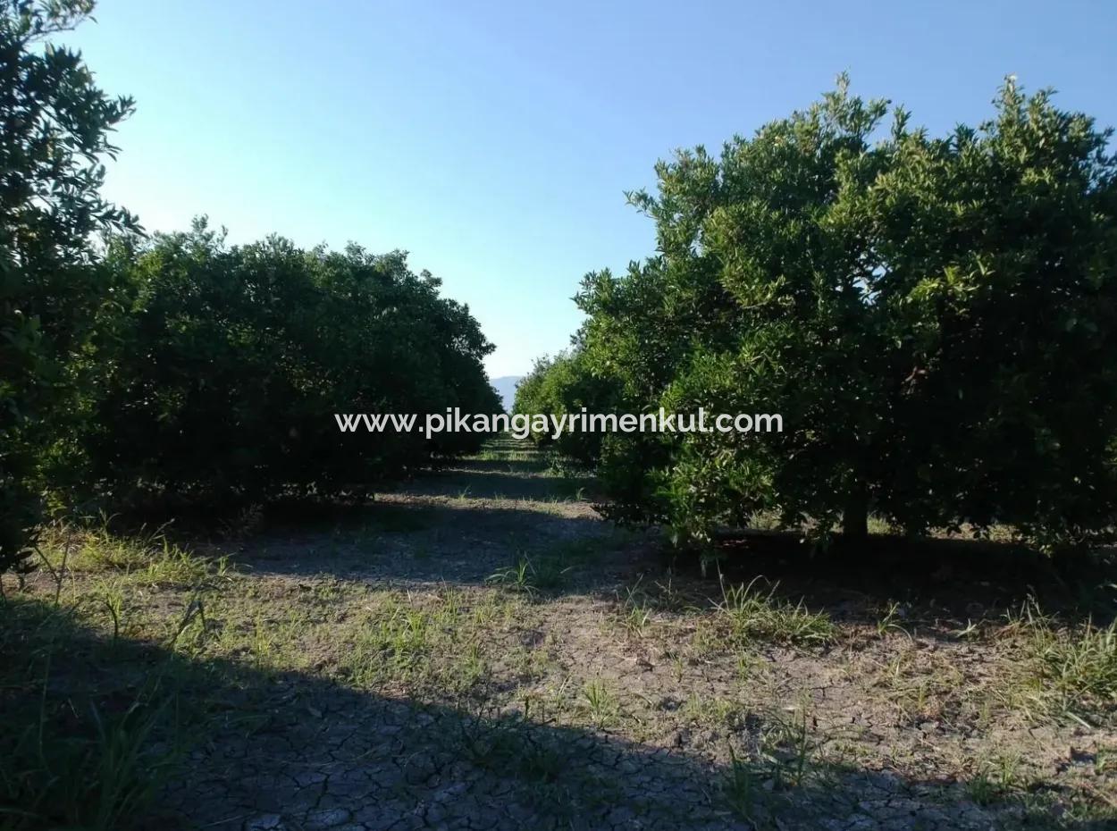 Oriya Tepearasi For Sale In Citrus Garden
