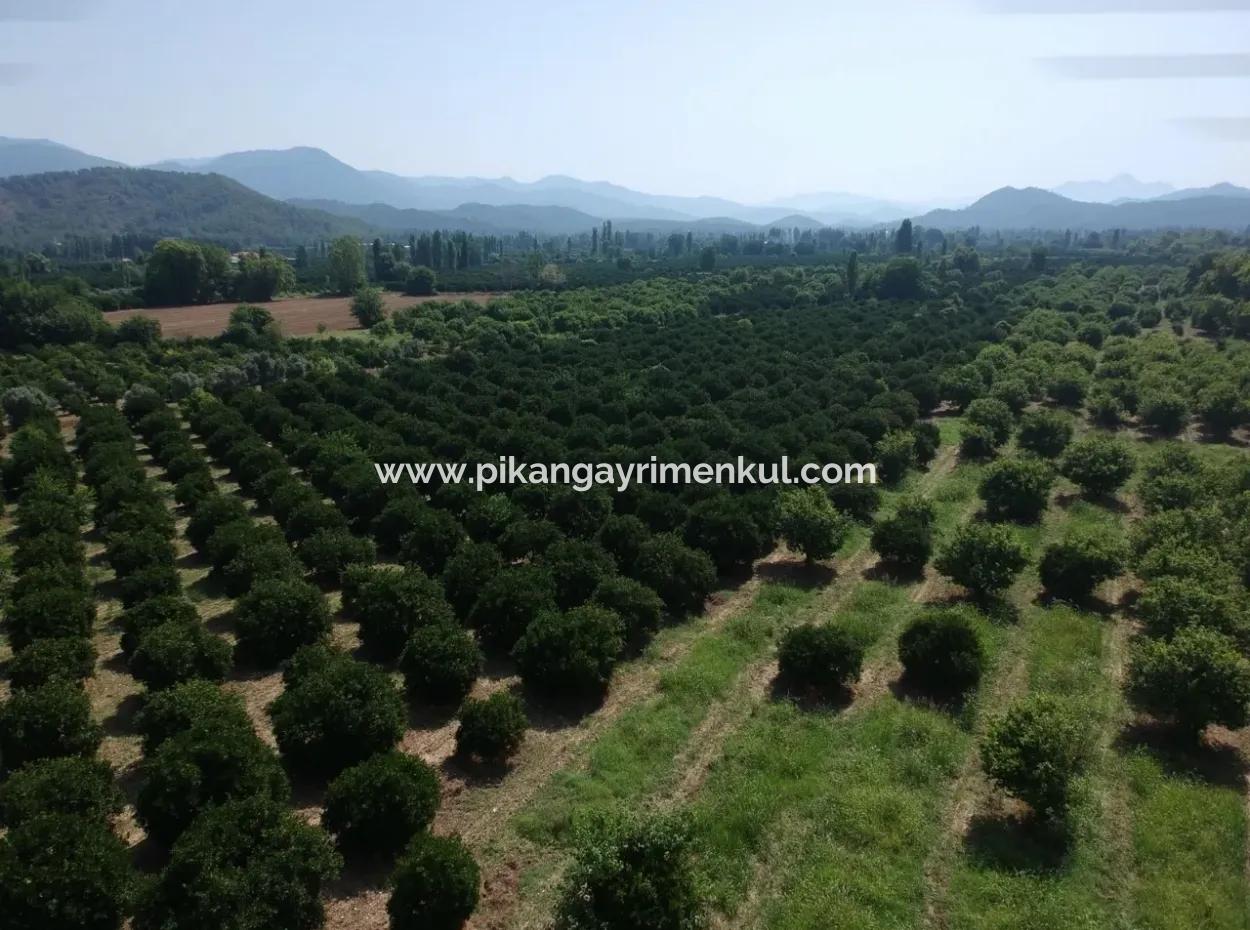 Orange Grove For Sale At Beyoba