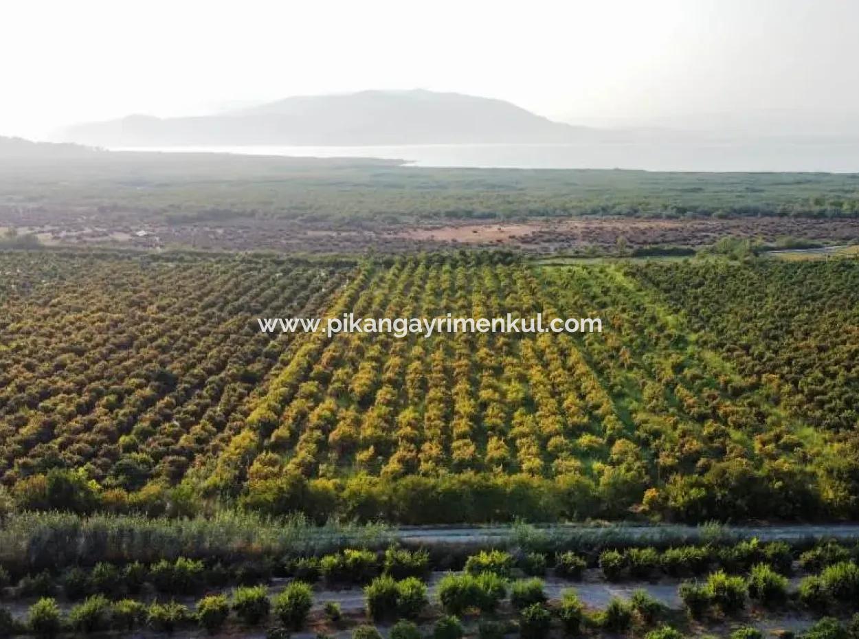 Mugla Ortaca Eskiköy 7767 M2 Pomegranate Garden For Sale