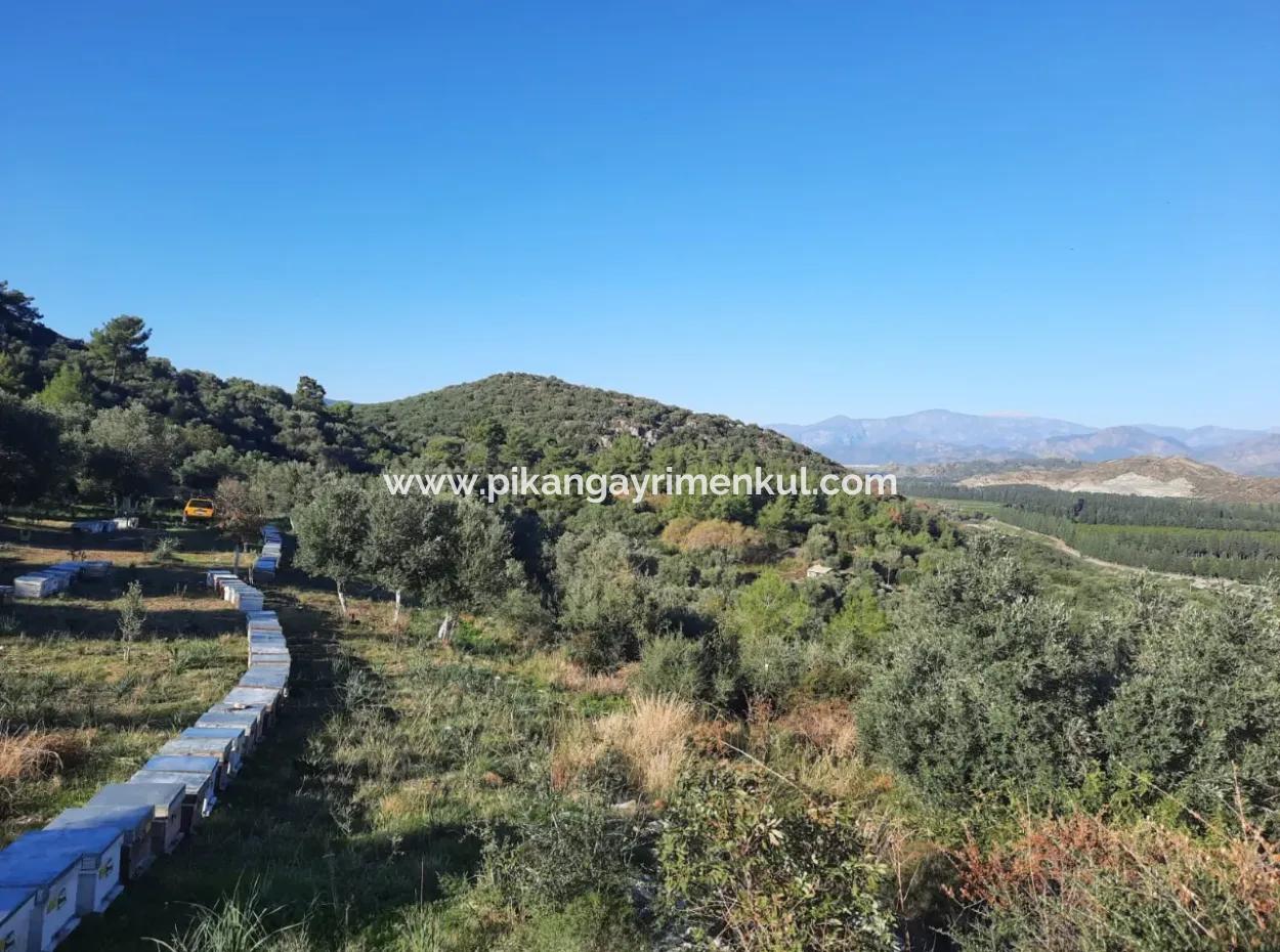 Ortaca Fevziye Sea And Nature View Bargain Detached Olive Grove For Sale