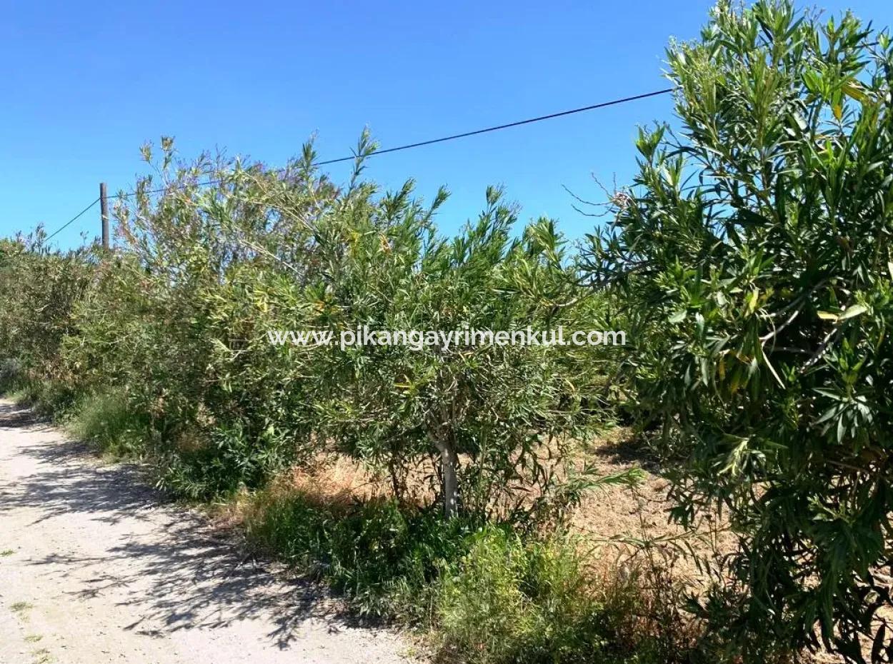 1 000 M2 Land With 250 M2 Construction Permit For Sale In Ortaca Fevziye