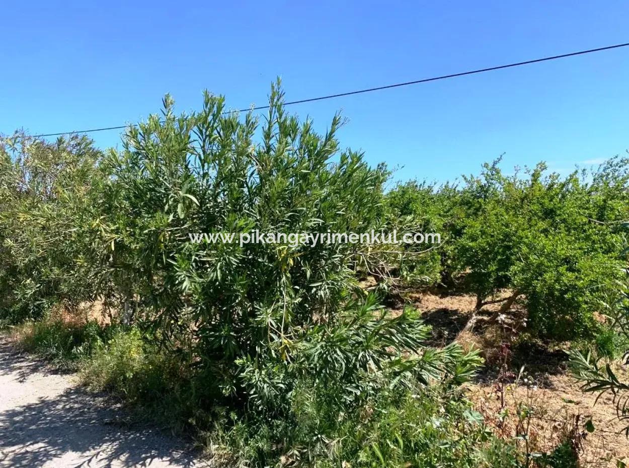 1 000 M2 Land With 250 M2 Construction Permit For Sale In Ortaca Fevziye