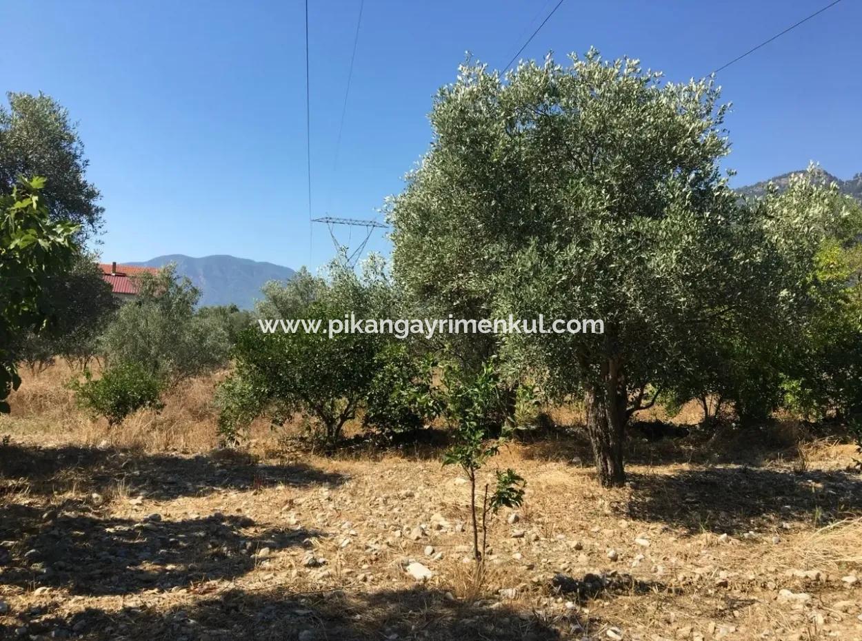 Land For Sale In Koycegiz Zeytinalani