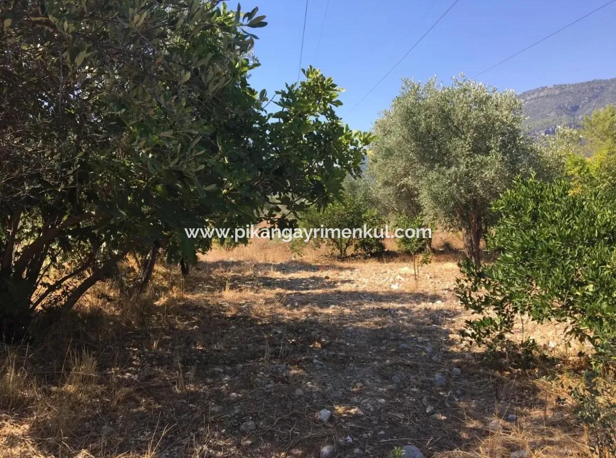 Land For Sale In Koycegiz Zeytinalani