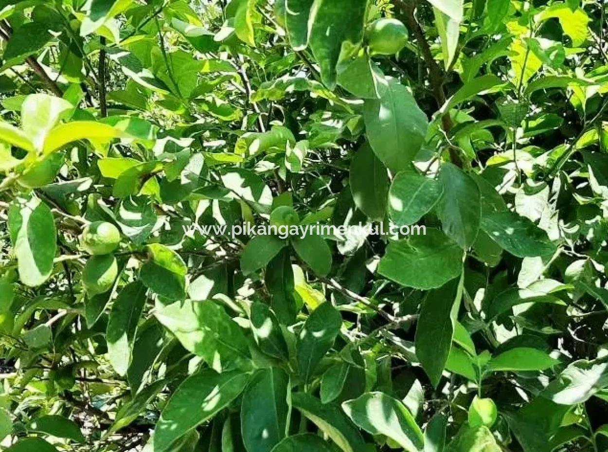 Lemon Garden For Sale In Yesilyurt Ta Oriya Opportunity