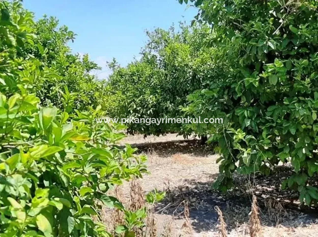 Lemon Garden For Sale In Yesilyurt Ta Oriya Opportunity