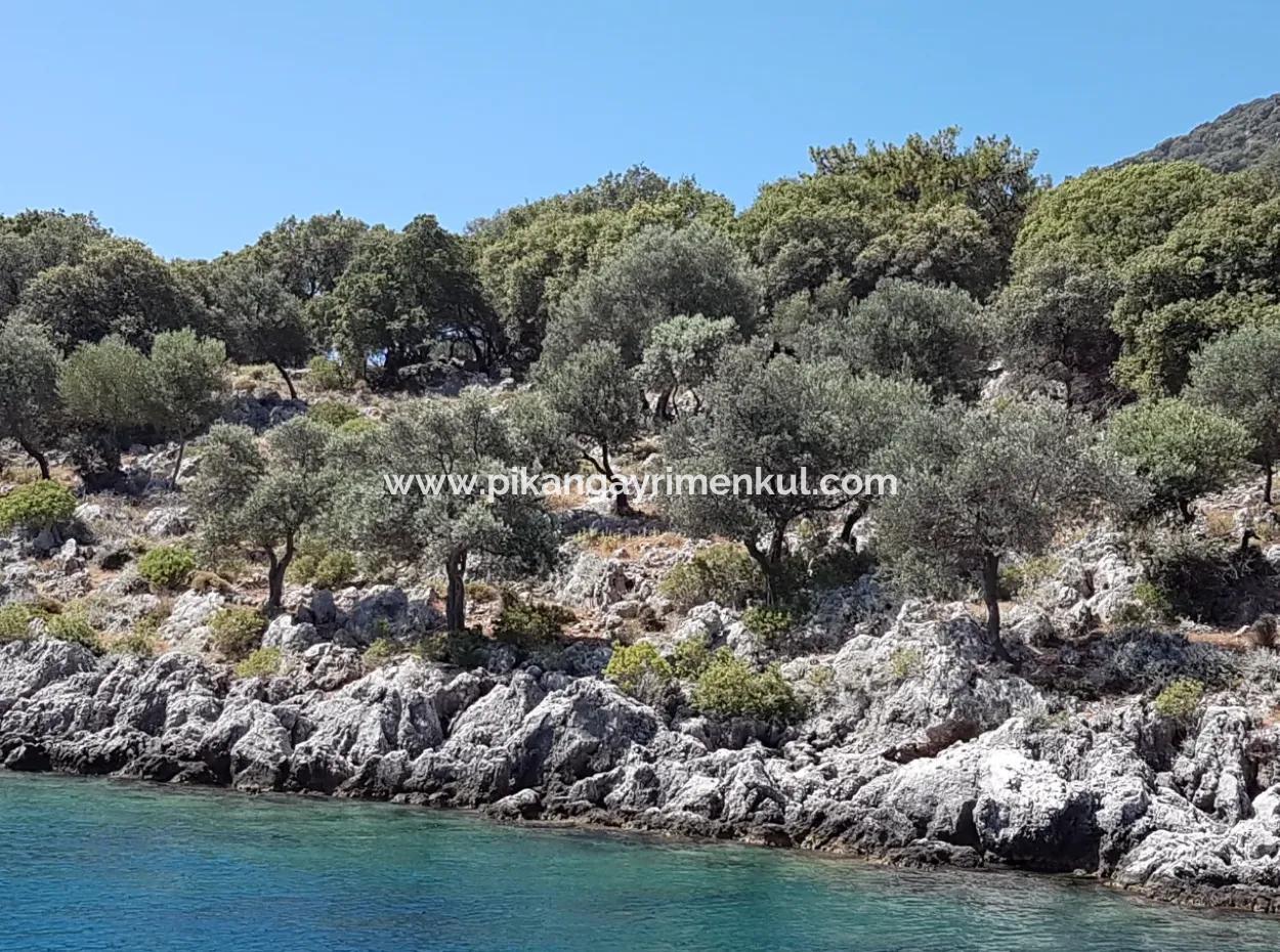 Fethiye Gocek Island Sea Side Location 2600 M2 Olive Grove For Sale