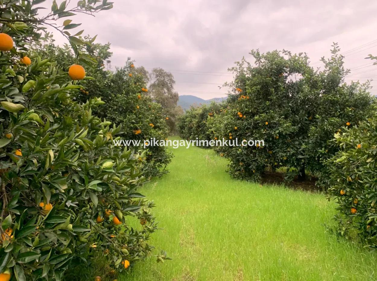 Ortaca Mergenlide 5134 M2 And Official 50 M2 Construction Permit Citrus Garden For Sale