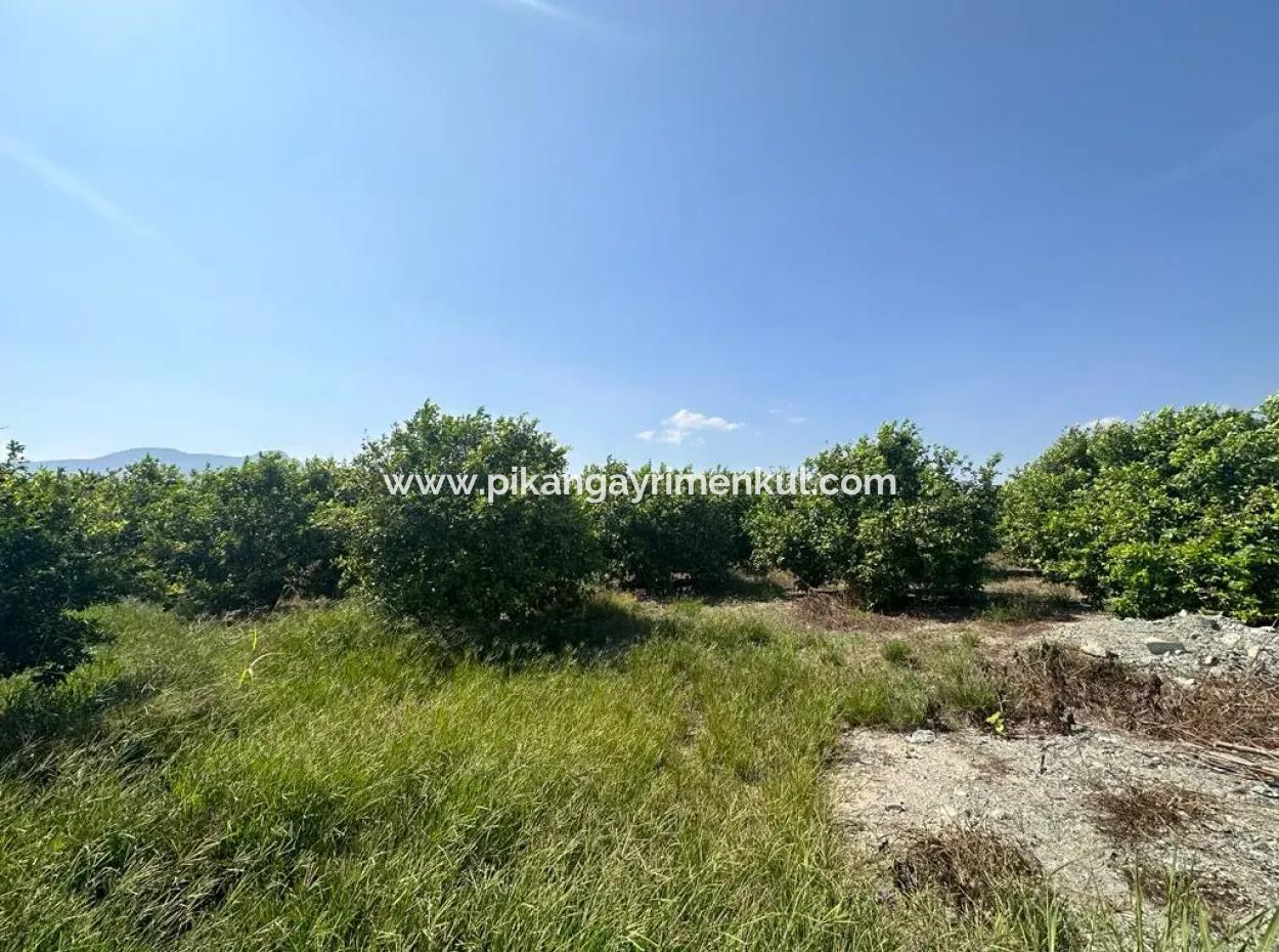 15 000 M2 Lemon Orchard For Sale In Eskiköy, Dalyan