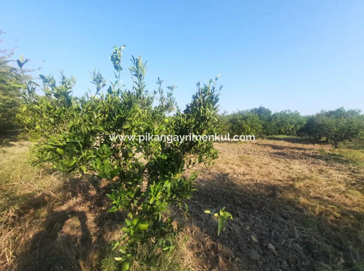 5000 M2 Citrus Orchard For Sale In Ortaca Dikmekavak