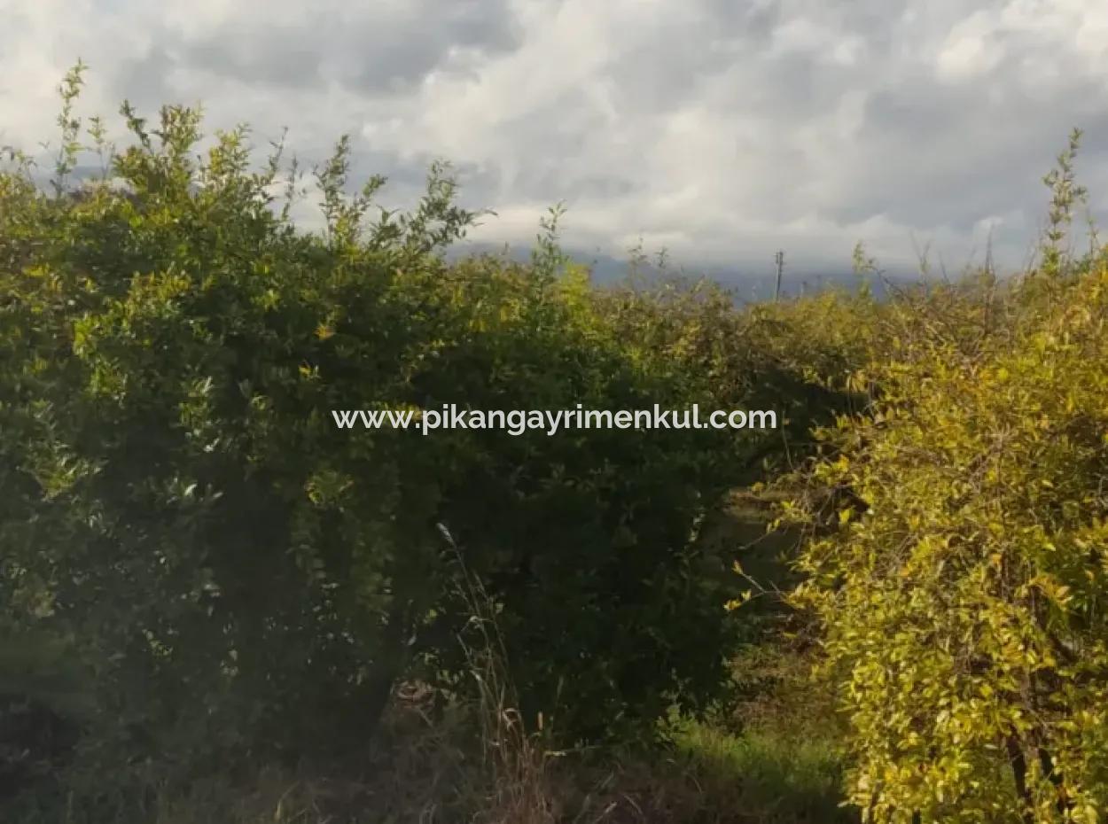 7833 M2 Detached Field For Sale In Muğla Ortaca Eskiköy