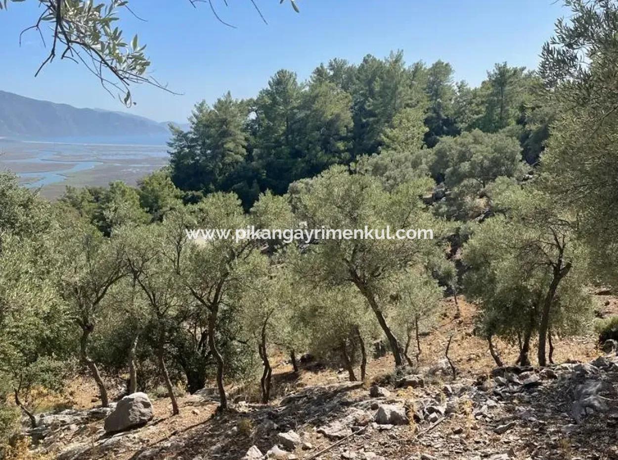 5000 M2 2B Field For Sale