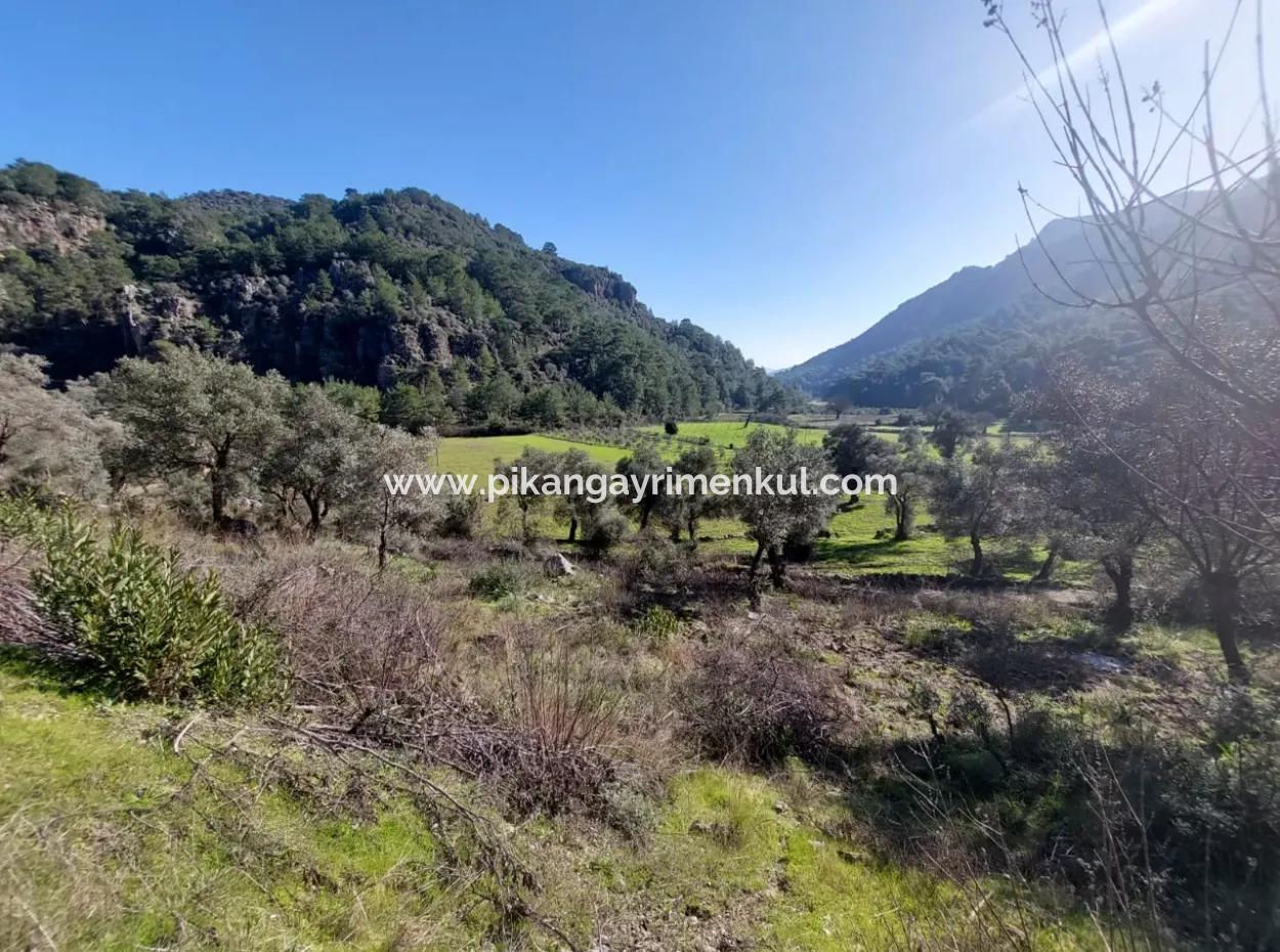 Muğla Dalyan Gökbelde 13 200 M2 Detached Title Deed Olive Grove For Sale