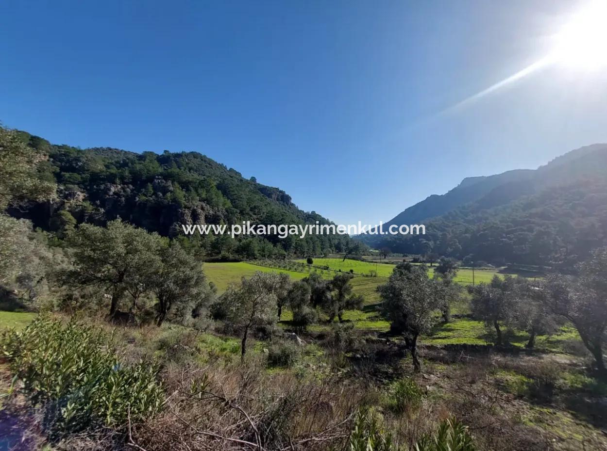 Muğla Dalyan Gökbelde 13 200 M2 Detached Title Deed Olive Grove For Sale