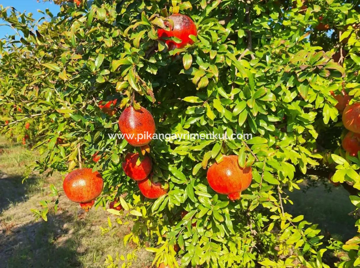 Pomegranate Field With 9831 M2 Share In Ortaca Mergenlide For Sale