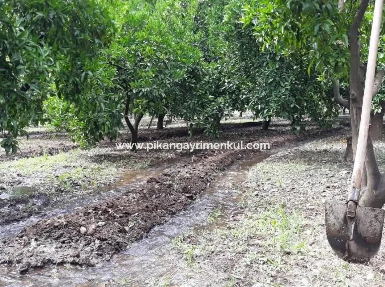 Garden For Sale In Köyceğiz Village