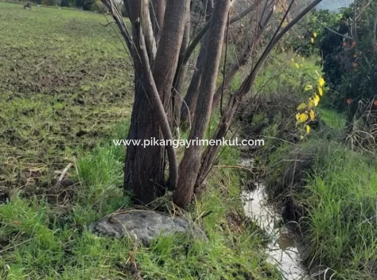 11 450 M2 Field For Sale In Muğla Köyceğiz Köyceğiz Neighborhood