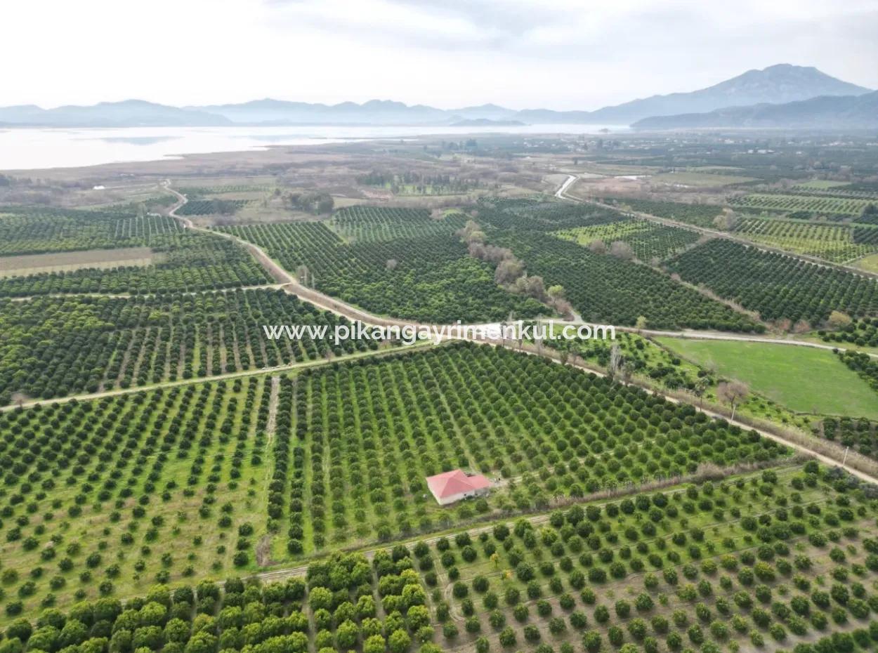 3 1 Village House For Sale In 17.000 M2 Orange Garden In Köyceğiz Toparlar