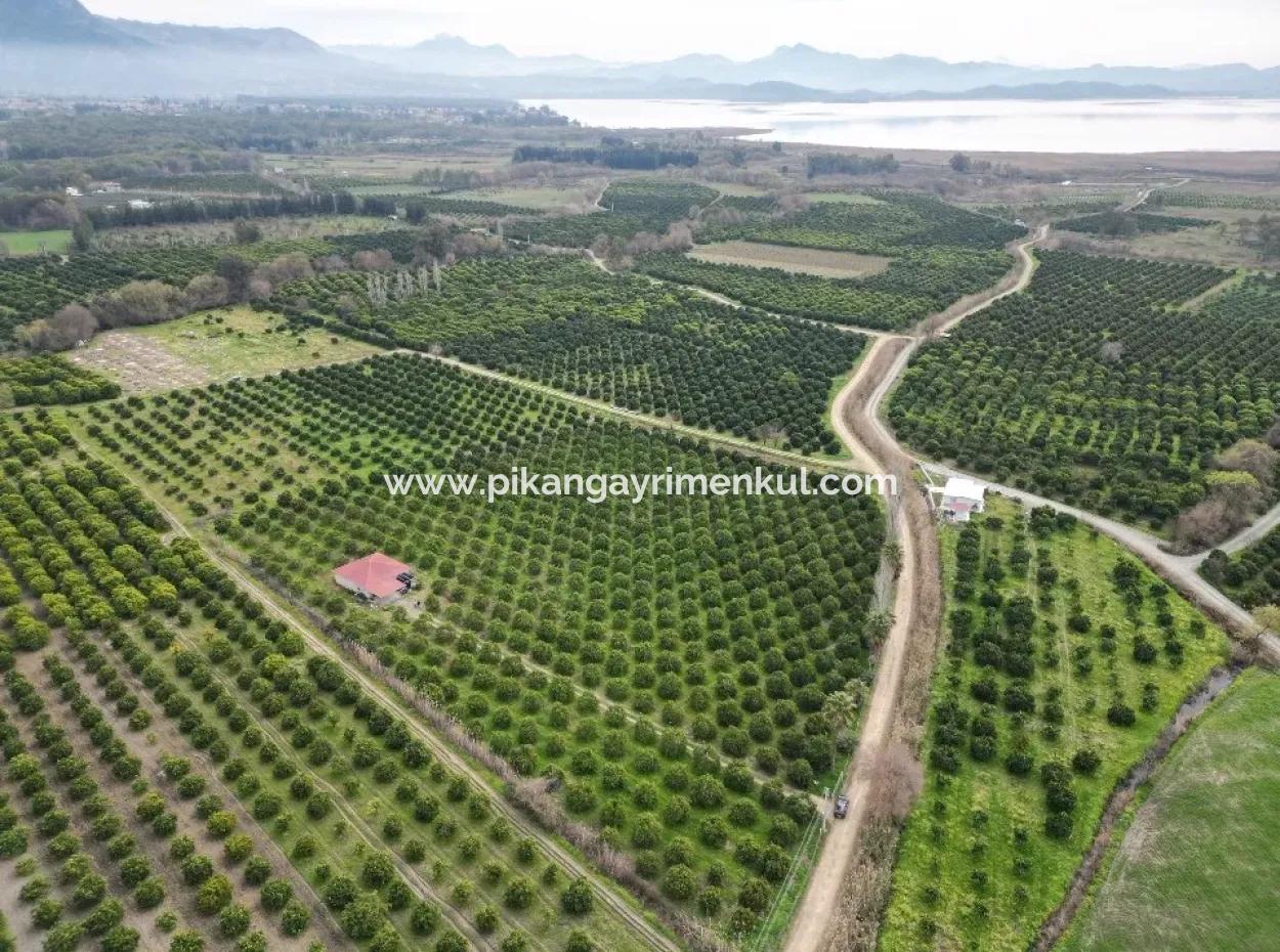 3 1 Village House For Sale In 17.000 M2 Orange Garden In Köyceğiz Toparlar