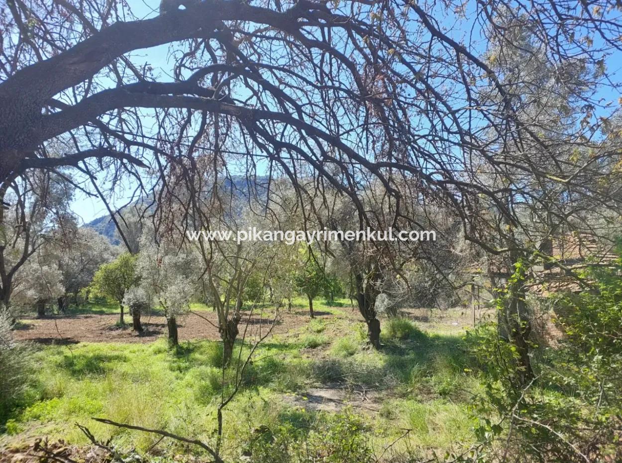 Village House With Lake View And Olive Grove Land For Sale In Köyceğiz Çandır, Muğla