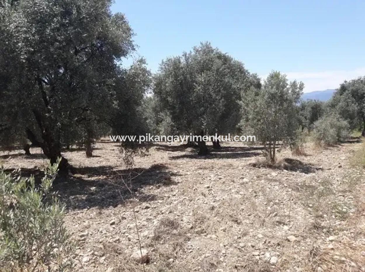 Village House With Lake View And Olive Grove Land For Sale In Köyceğiz Çandır, Muğla