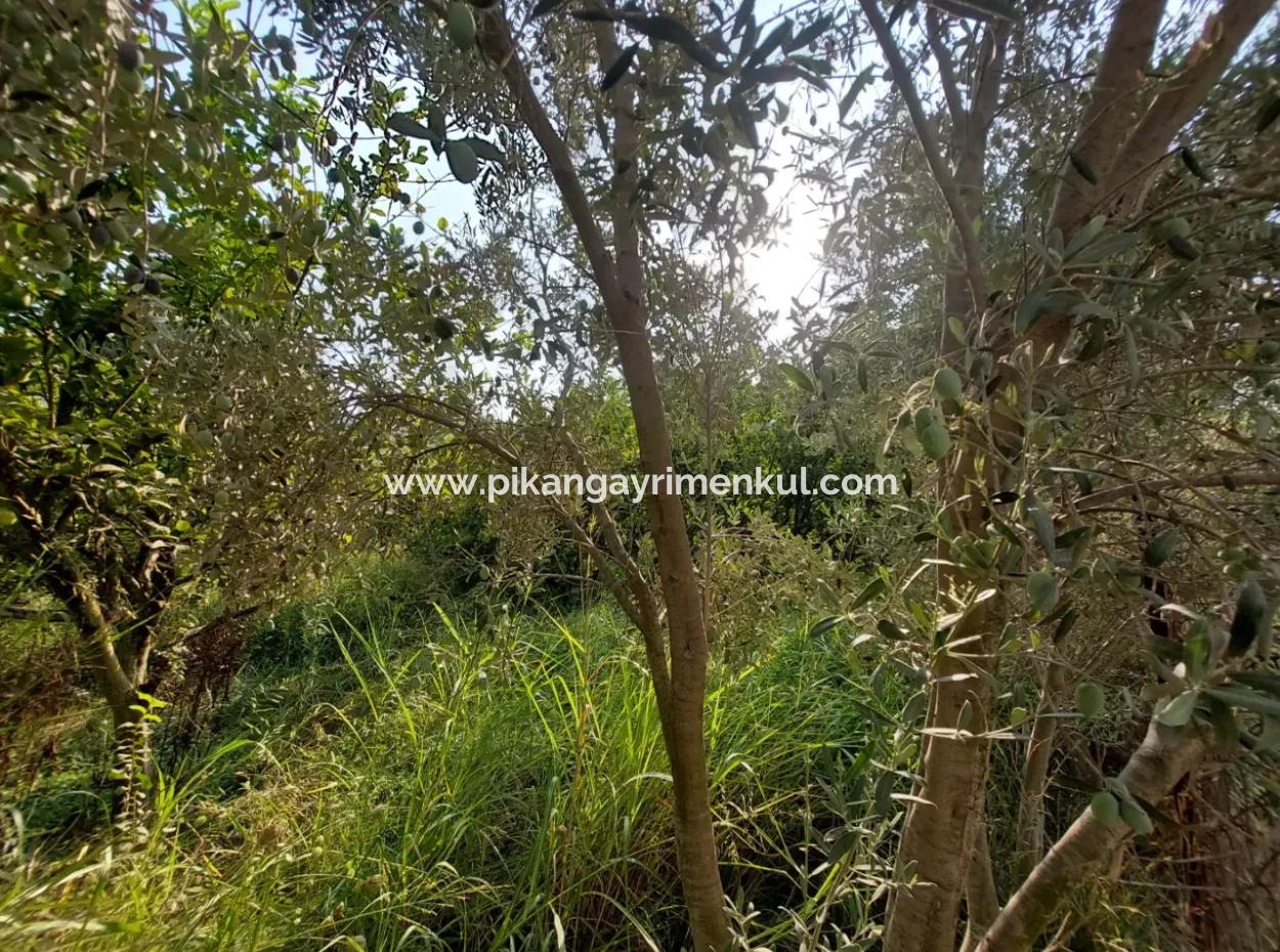 1.000 M2 Land For Sale In Ortaca Archers