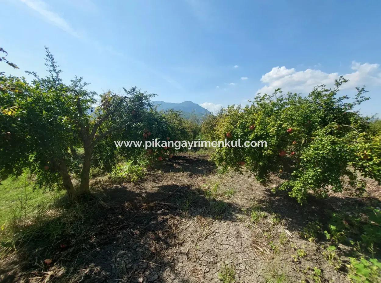 Muğla Dalyanda 5700 M2 Well-Kept Bargain Pomegranate Garden For Sale
