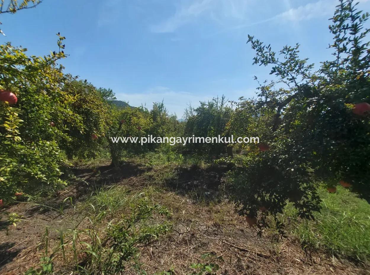 Muğla Dalyanda 5700 M2 Well-Kept Bargain Pomegranate Garden For Sale