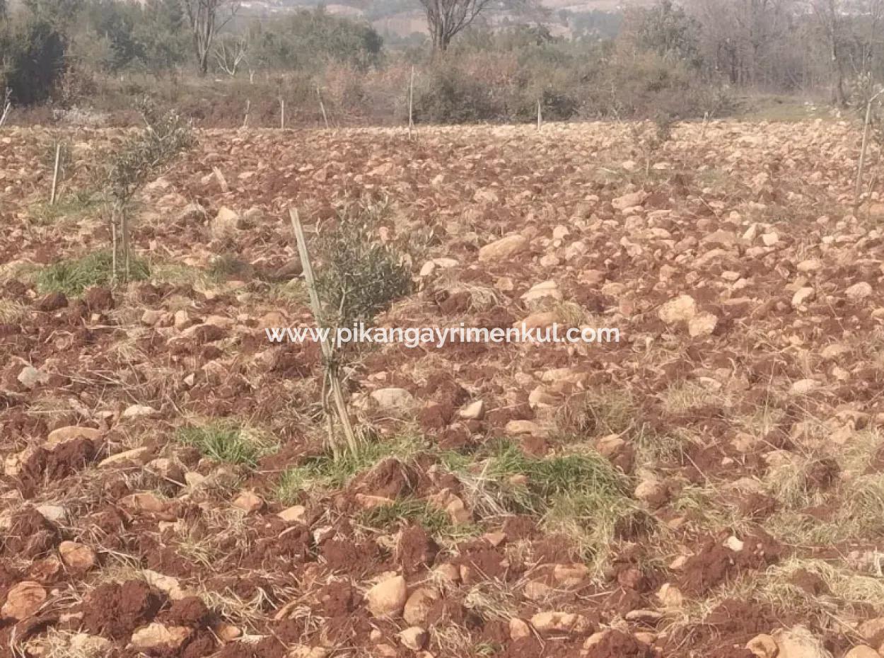 3.030 M2 Detached Land With Title Deed For Sale In Denizli Beyağaç Cumhuriyet