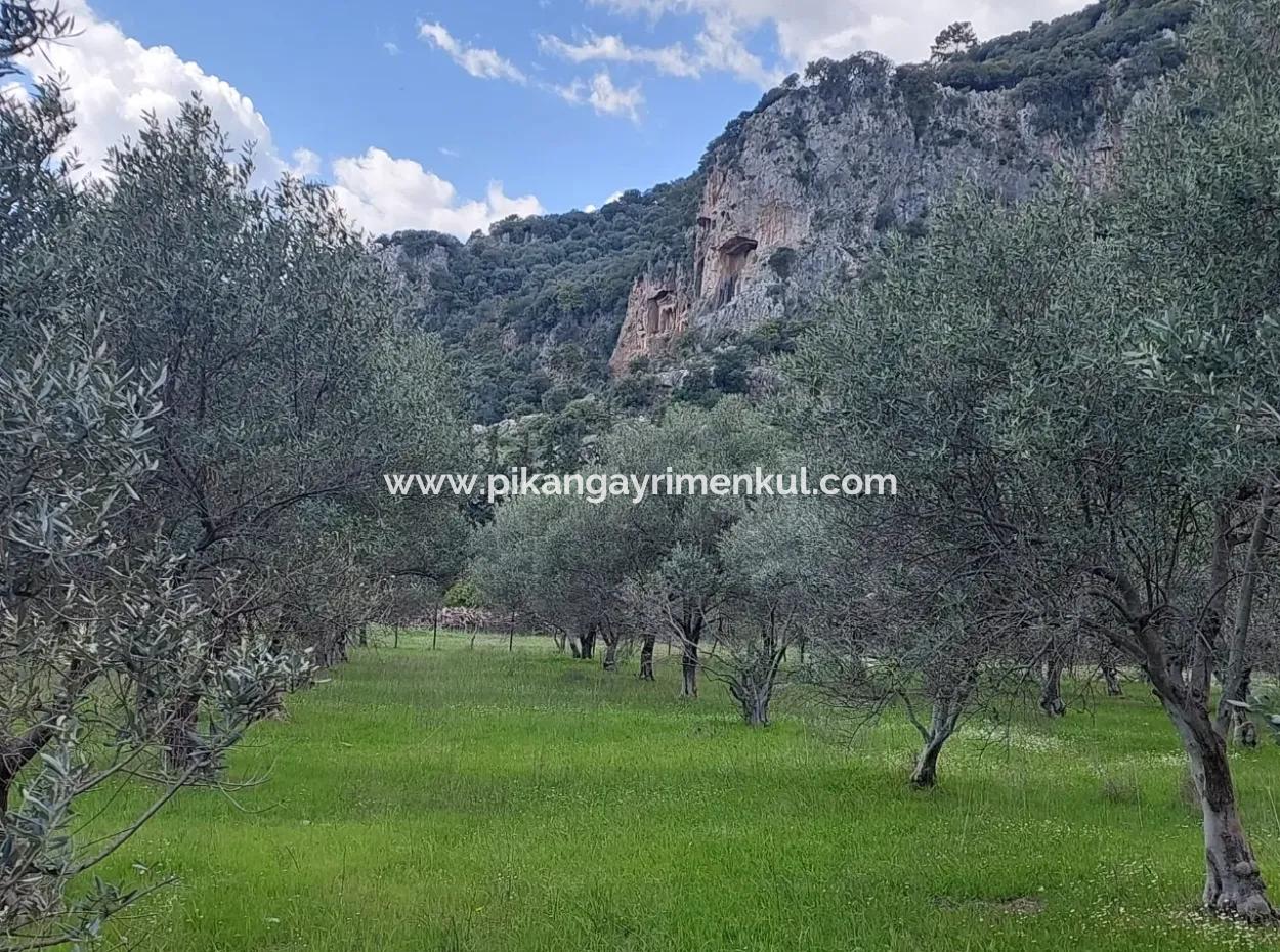 Muğla Köyceğiz Çandırda 3.750 M2 Land For Sale Close To Dalyan Canal