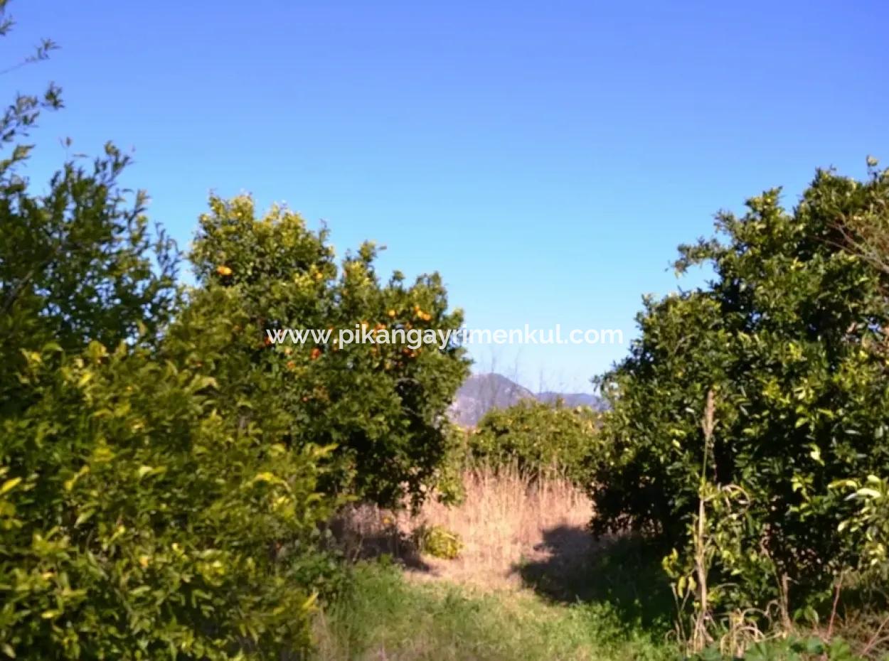 Village House For Sale In Orange Grove And Beyoba