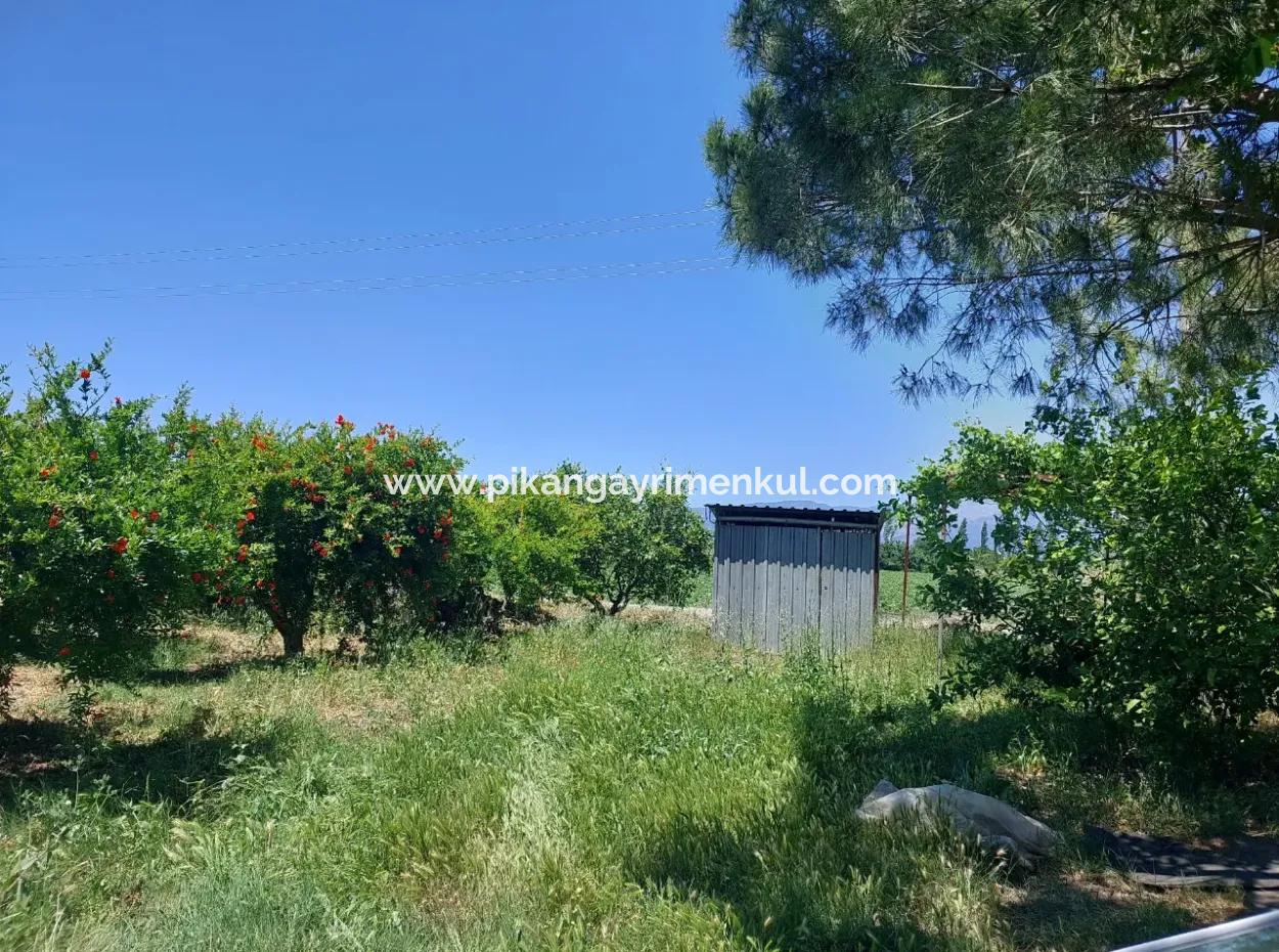 9.000 M2 Pomegranate Garden For Sale In Muğla Ortaca Eskiköy