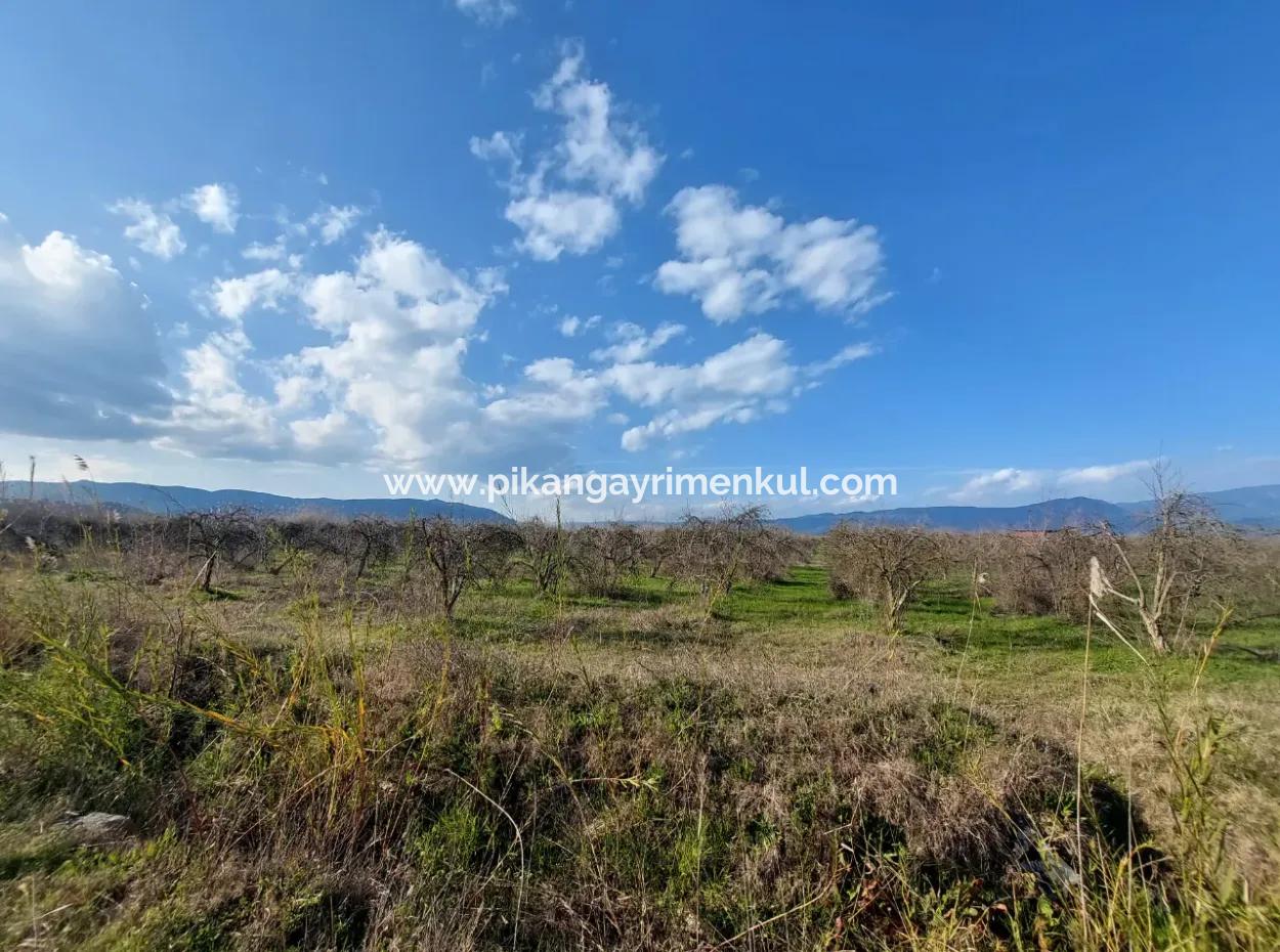 24.800 M2 Investment And Pomegranate Garden Suitable For Agricultural Loan For Sale In Ortaca Tepearası