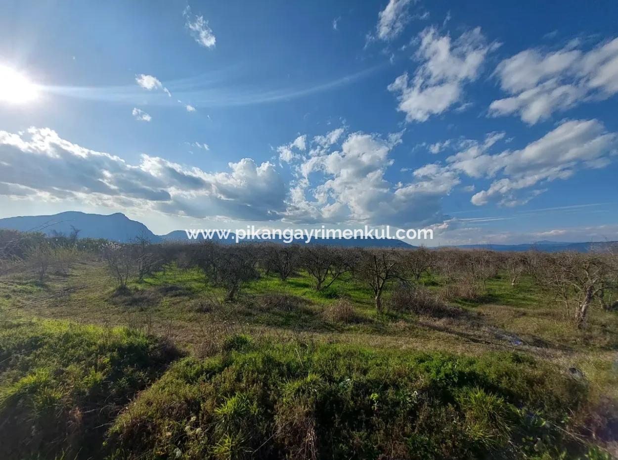 24.800 M2 Investment And Pomegranate Garden Suitable For Agricultural Loan For Sale In Ortaca Tepearası