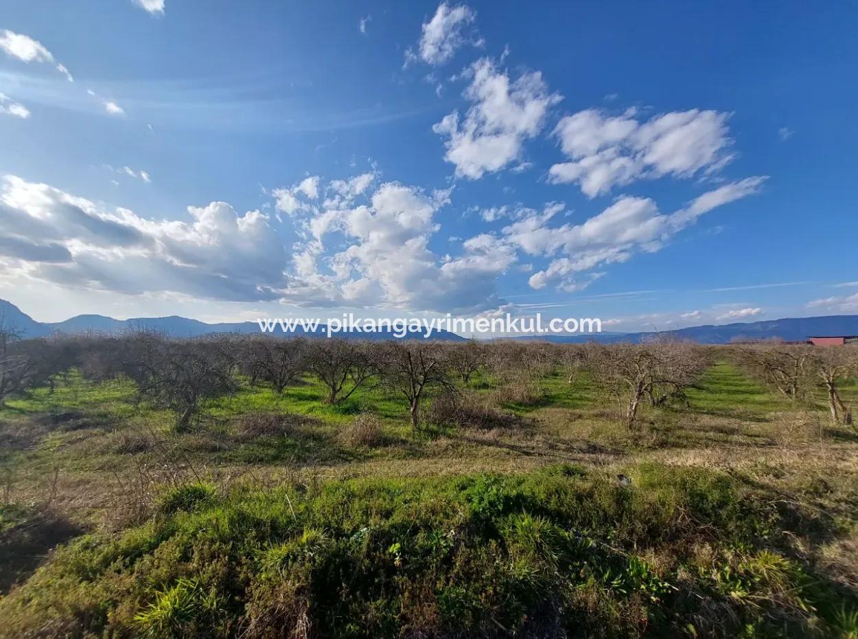 24.800 M2 Investment And Pomegranate Garden Suitable For Agricultural Loan For Sale In Ortaca Tepearası