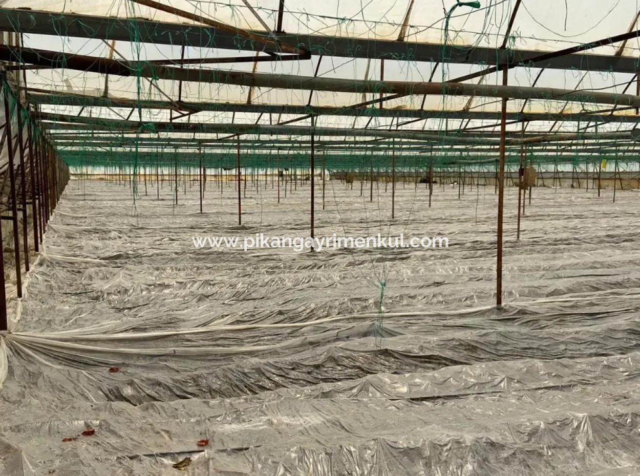 Detached House And Greenhouse For Sale In 5200 M2 Field In Ortaca Eskiköy