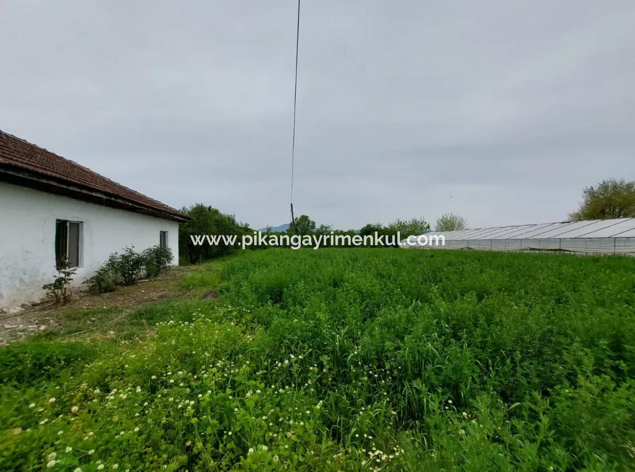Village House And Farm For Sale On 6.650 M² Fertile Land In Muğla Köyceğiz Poplar