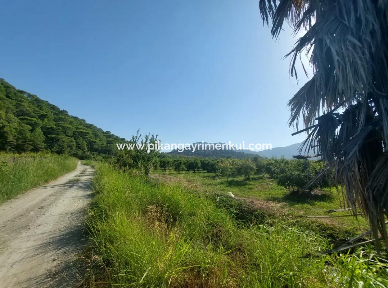 73,500 M² Pomegranate Garden Suitable For Investment In Ortaca Dalyan For Sale