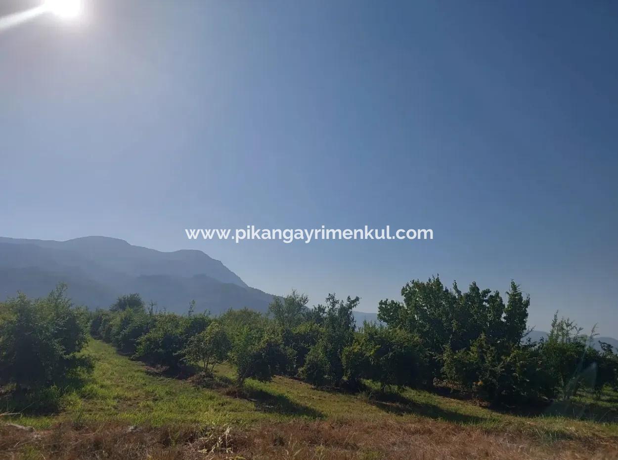 73,500 M² Pomegranate Garden Suitable For Investment In Ortaca Dalyan For Sale