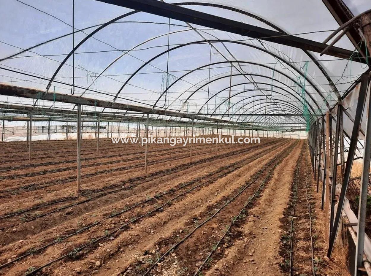 4.000 M² Tunnel Greenhouse In Muğla Ortaca Eskiköy – 2 Years Free Rental