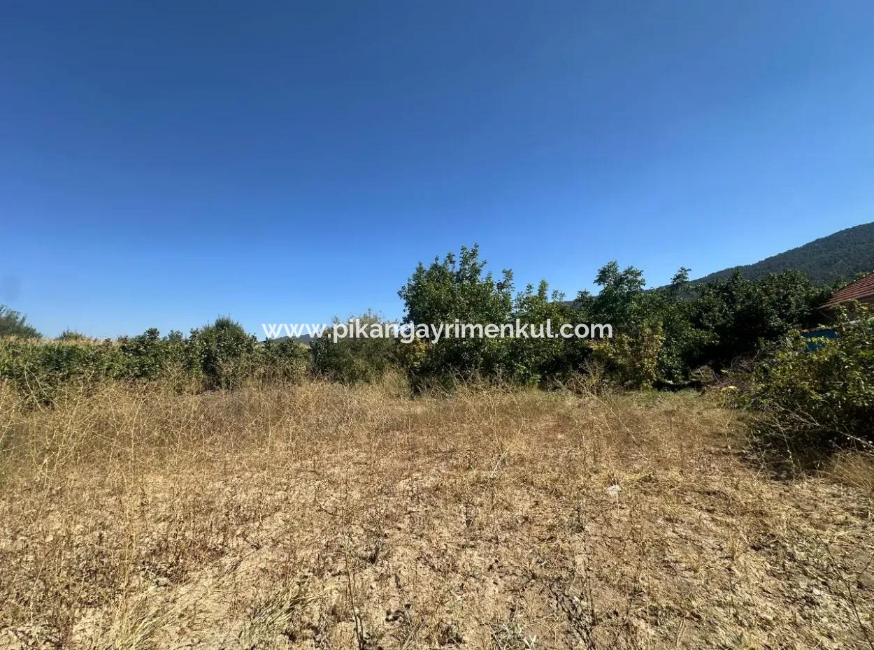3070 M2 Walnut Orchard For Sale On The Side Of The Main Road In Denizli Çameli