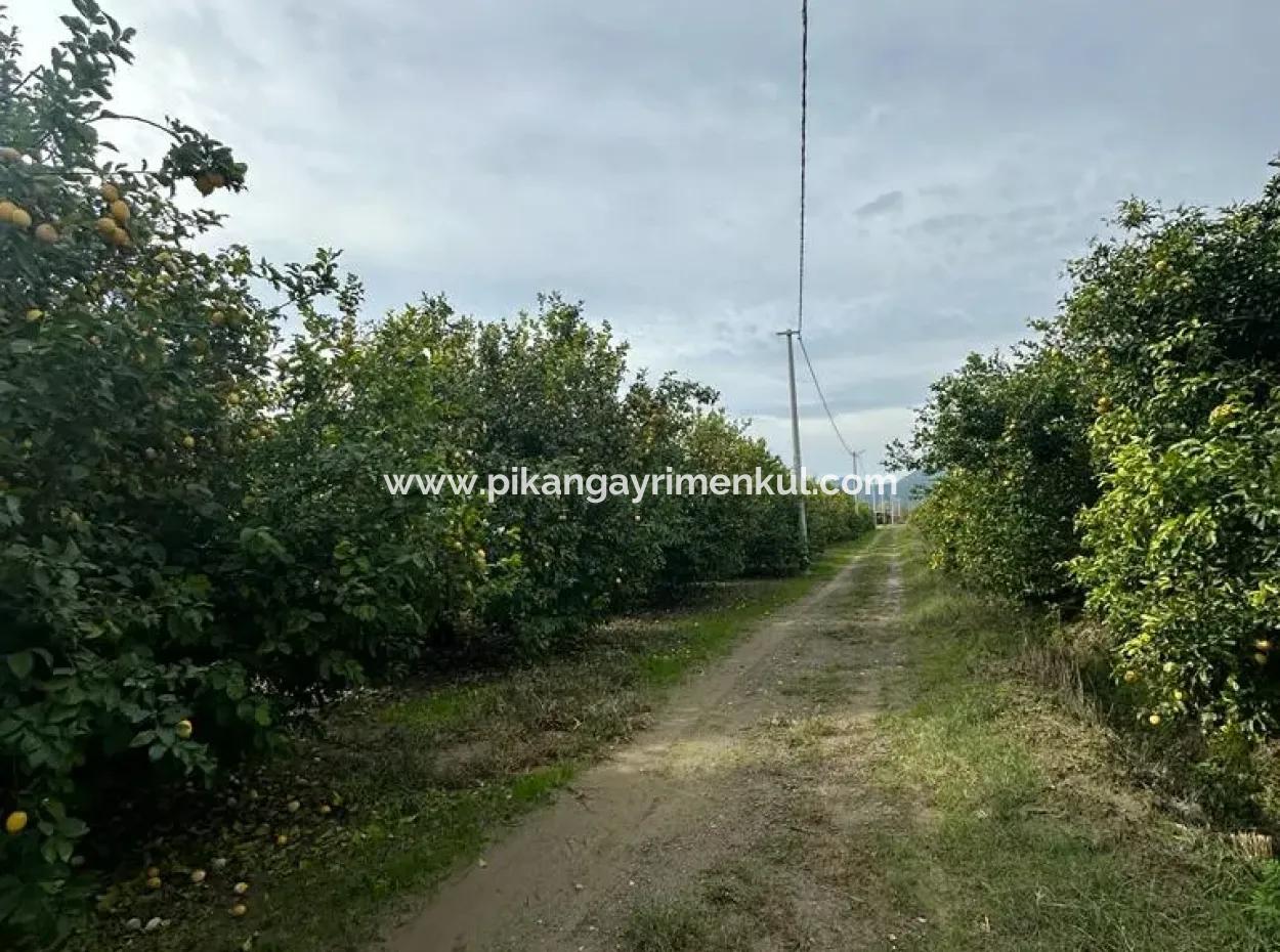 18 Acres Of Land For Sale In Muğla Ortaca Akıncı