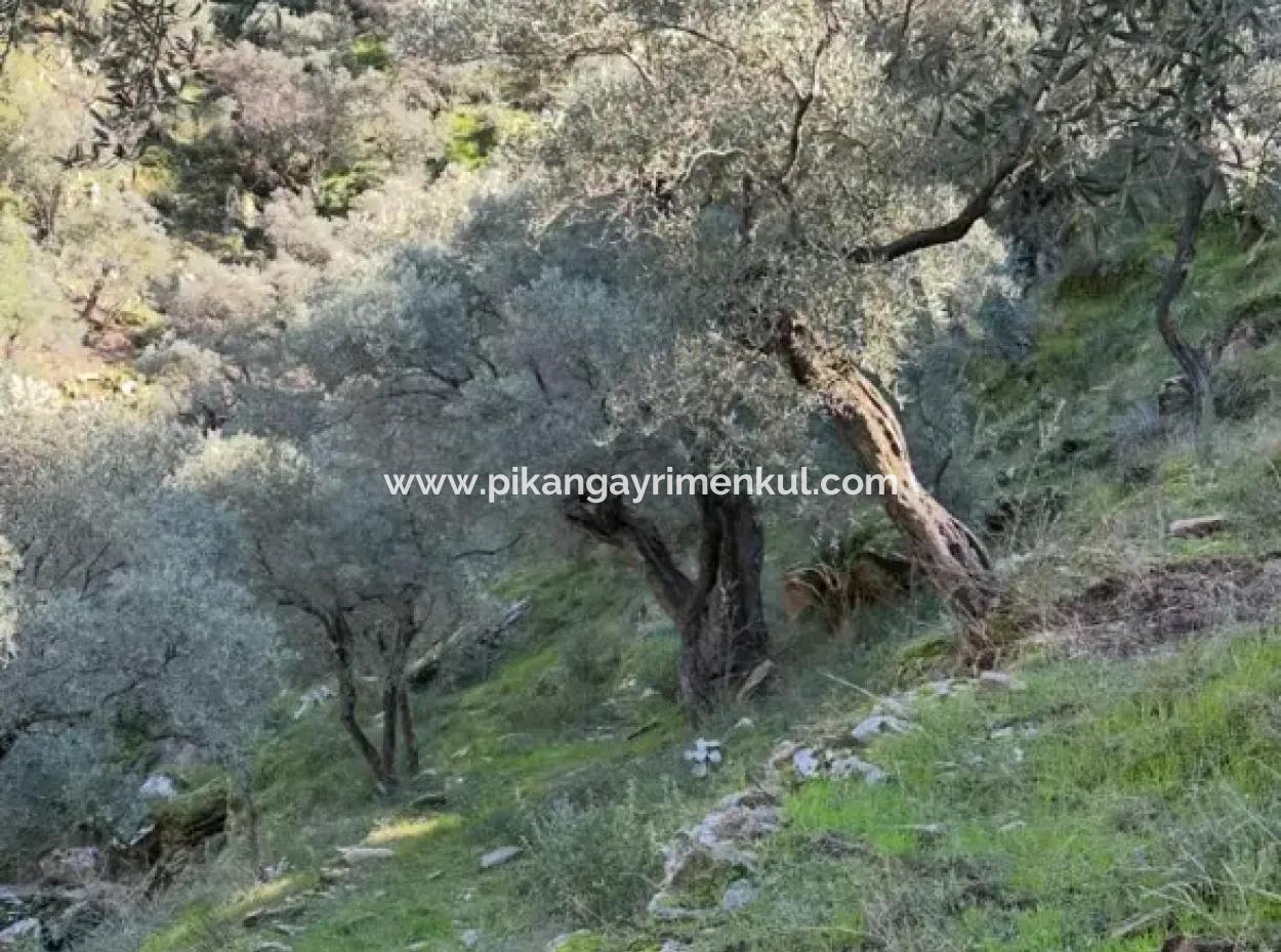 5 800 M2 Single Title Deed Detached Parcel Land For Sale In Muğla Milas
