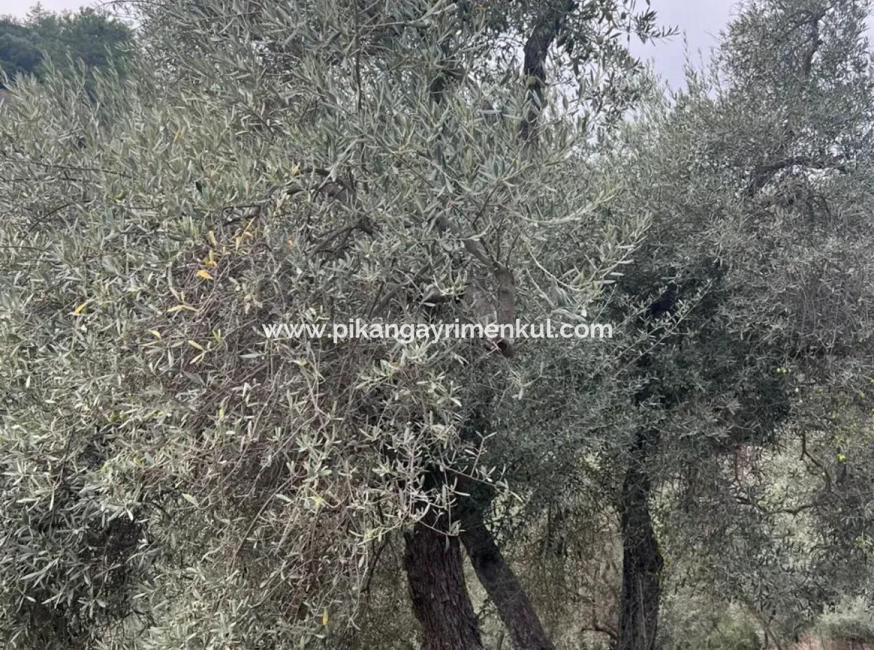 1.025 M2 Qualified Olive Grove Land In Muğla Milas Çakıralan Is For Sale